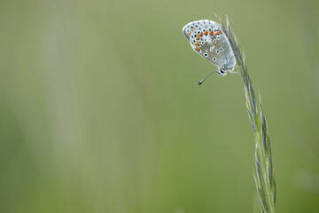 Brown argus in the morning