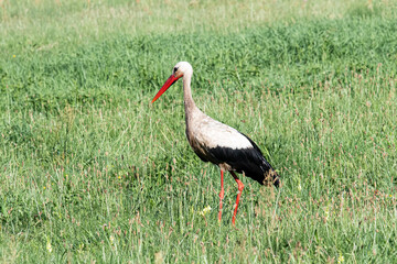 Auf der Suche nach Fröschen - Ein Storch in einer Wiese
