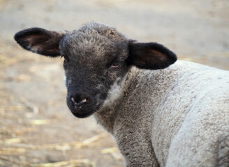 Suffolk lamb portrait on natural background © goldika