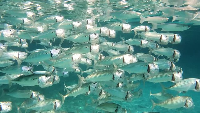 A school of largemouth mackerel swims with open mouths in search of food in front of the camera in the turquoise waters of the red sea. Rays of light reflect on the scales of the animals.