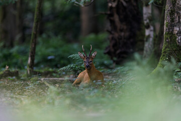 Majestic Roe deer in the forest in Belgium