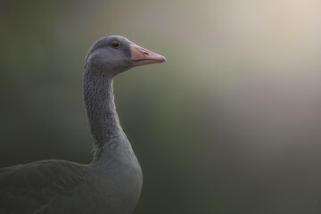 Portrait of a greylag goose. Anser anser is a species of large goose in the waterfowl family Anatidae and the type species of the genus Anser