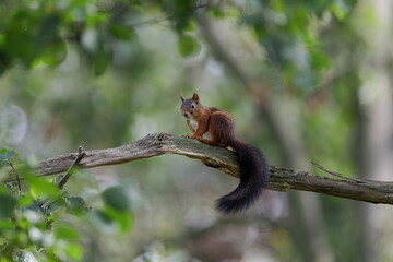 Eurasian Red Squirrel (Sciurus vulgaris) in its natural enviroment