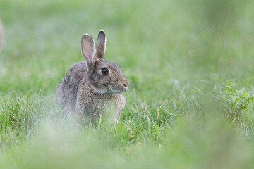 Naklejka na ściany i meble Wild rabbit sitting in grass - Oryctolagus cuniculus
