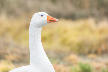 Domestic goose, Anser cygnoides domesticus - Domesticated greylag goose or white goose portrait