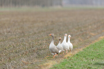 Domestic goose, Anser cygnoides domesticus - Domesticated greylag goose or white goose portrait Grauwe gans