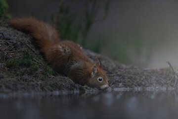 Eurasian Red Squirrel (Sciurus vulgaris) in its natural enviroment