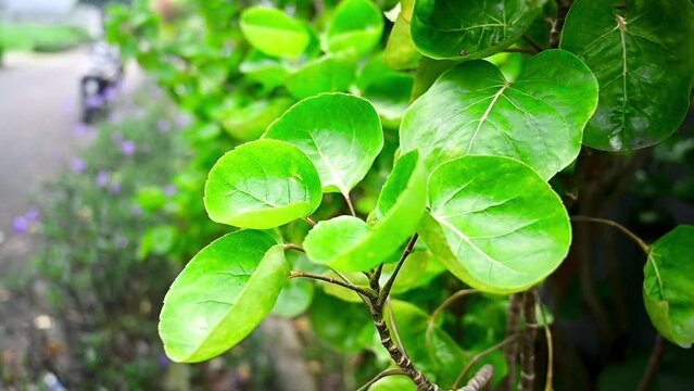 Leaves Polyscias scutellaria blowing in the wind. Decorative plants