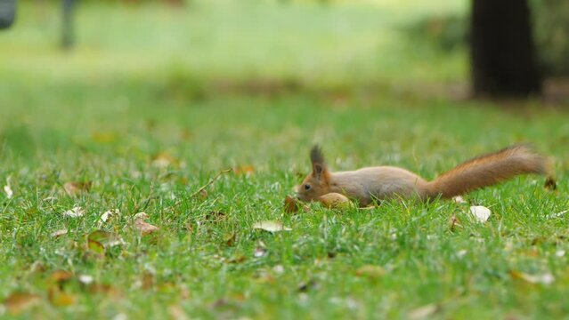 Squirrel looks for food in green grass of lawn in park. Fluffy rodent eats more before cold winter season. Autumn day in forest.