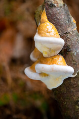Fomitopsis pinicola is a stem decay fungus on a rotting dead tree. Its conk (fruit body) is known as the red-belted conk. Mushrooms in white and beige ressembling a dwarfs pointed hat or cake. - obrazy, fototapety, plakaty