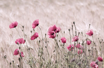 Naklejka premium Rosa Mohn Papaver rhoeas