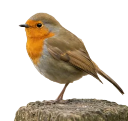 Outdoor-Kissen robin isolated on white background png © © Raymond Orton