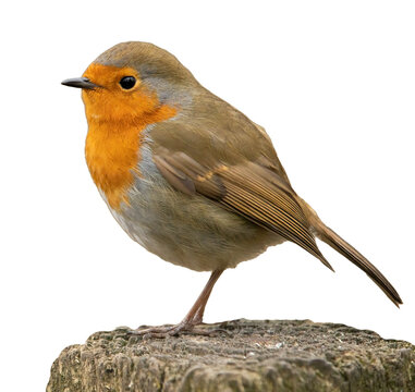 robin isolated on white background png