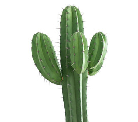Groene Cactus geïsoleerd op transparante achtergrond PNG