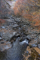 가을 단풍과 계곡 사이를 시원스럽게 흐르는 물