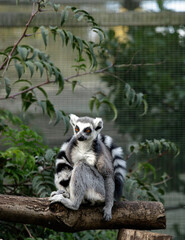 ring tailed lemur wearing his tail as a scarf 