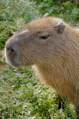 close up portrait of capybara