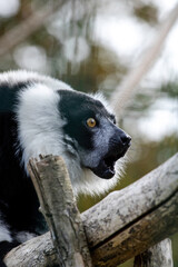 Lemur shouting at predators