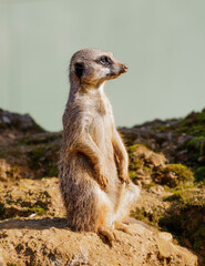 Side profile of a meerkat 
