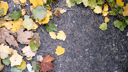 Dried autumn leaves, blurred background, with spaces and text space