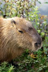 Capybara 