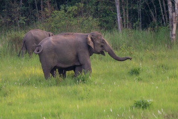 Fototapeta premium elephant in the wild
