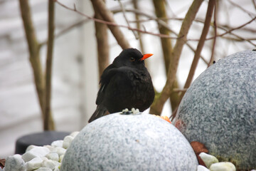 Eine Amsel im Winter auf einem Springbrunnen.
