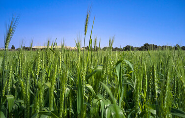 Cereal field in the countryside on a sunny day, Israel