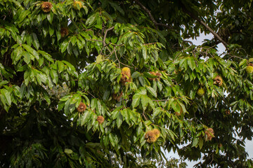 木に栗が実っている chestnut autumn japan