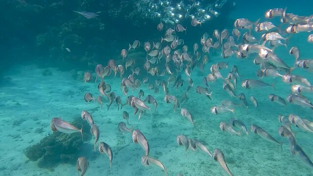 Two schools of largemouth mackerel swimming into each other in the turquoise waters of the red sea. Rays of light reflect on the scales of the animals.