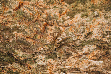 Natural background. Texture of the bark of an old brown tree close-up with green moss