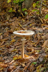 Beautiful parasol mushroom (Macrolepiota procera) in autumn forest