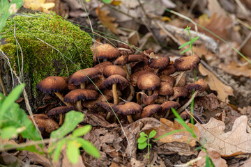 Armillaria mellea, commonly known as honey fungus