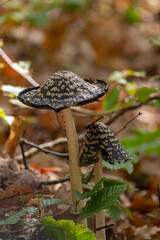 Coprinopsis picacea (Magpie fungus) poisonous mushrooms in autumn forest