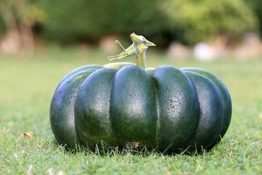 Une citrouille verte