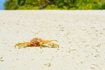 Maldives - Land Hermit Crab on the beach