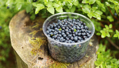 Fototapeta na wymiar Harvest ripe blueberries, wild berries, natural antioxidants.