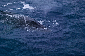 humpback whale