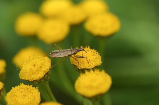 Closeup on a small damsel bug , Nabis, sitting on a yellow Tansy