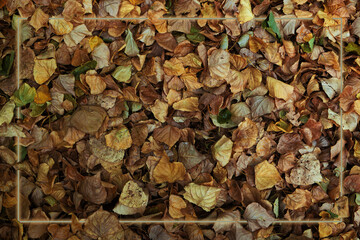 Foliage in the fall. Texture with dry leaves.