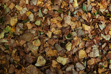 Foliage in the fall. Texture with dry leaves.