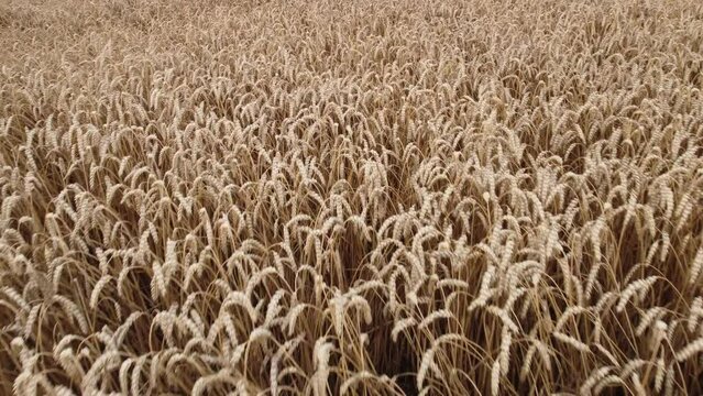 Aerial drone view flight over field of yellow ripe wheat close up. Ripe harvest. Flying over ears of wheat grains. Agrarian, farmland, countryside background. Landscape fields agro-industrial culture.