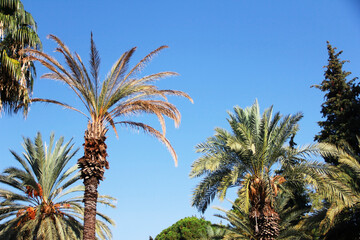 Obraz na płótnie Canvas tropical tall palm tree with long green leaves on a blue sky background