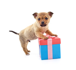 Brown puppy with gift.