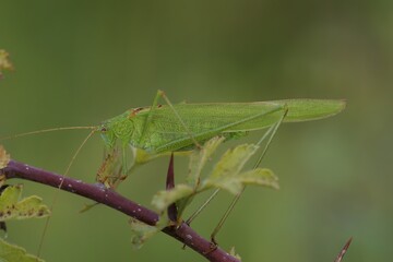 Closeup on a brilliant green Sickle-bearing Bush-Cricket, Phaneroptera falcata on brambleberry