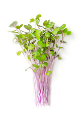Fototapeta na wymiar Bunch of red cabbage microgreens. Fresh and ready-to-eat seedlings, shoots, cotyledons and young plants of Brassica oleracea, also purple cabbage, red or blue kraut, used as garnish or leaf vegetable.