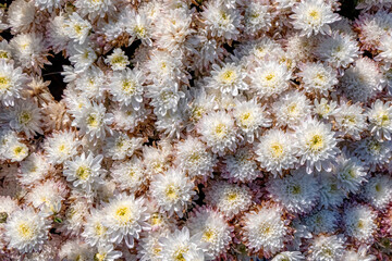 Field of white flowers of chrysanthemums close-up