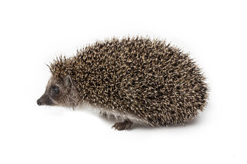 Hedgehog isolated on white background. Spiny mammal.