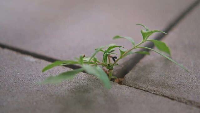Selective focus view of leaves in spring