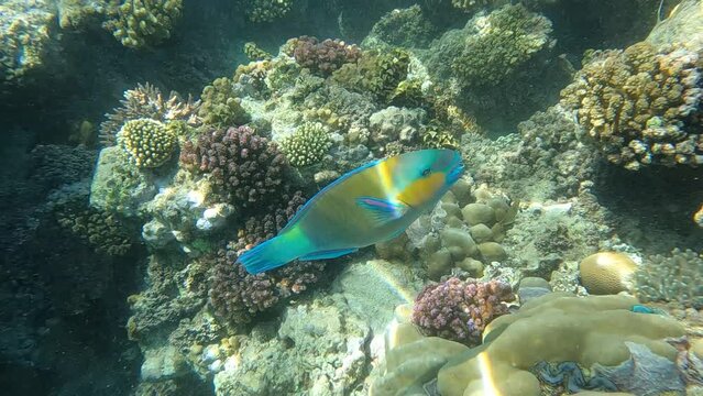 Close up of parrot fish in front of coral reef in red sea near surface. the filigree pattern of the animal is clearly visible in the clear water.